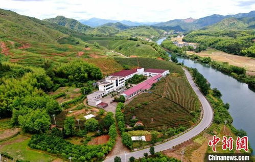 江西德兴 小油茶 链 起富民兴村大产业