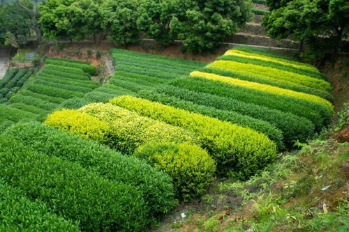 首个国际茶日 坦洋茶谷春季茶旅入选 全国茶乡旅游精品线路