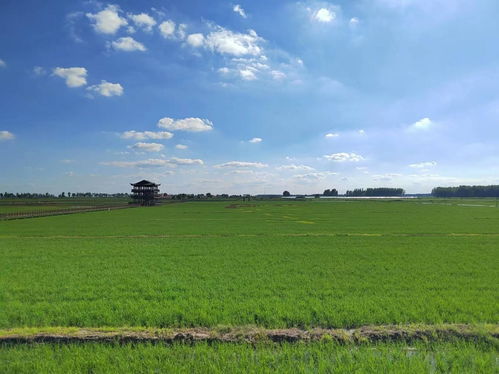 一碗大米，十分安全——照钰农谷基地食品安全保护盾计划守护餐桌营养