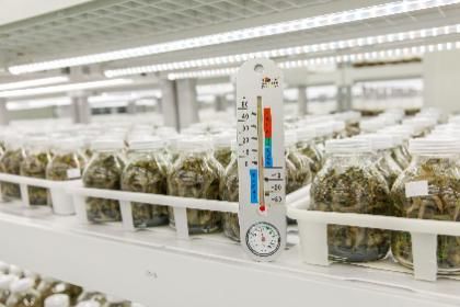 隐匿于深山腹地的药王金线莲 云谷田园的科技培育与金沙谷生态