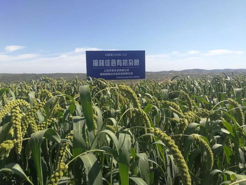 好粥相伴随，每天好心情——金沙谷里的温情故事